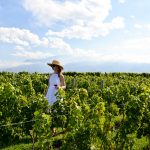 Travel Diary: The Vines of Mendoza