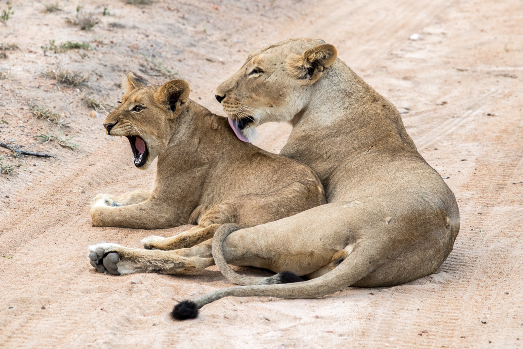 Stacie Flinner Royal Malewane Safari Honeymoon-11.jpg